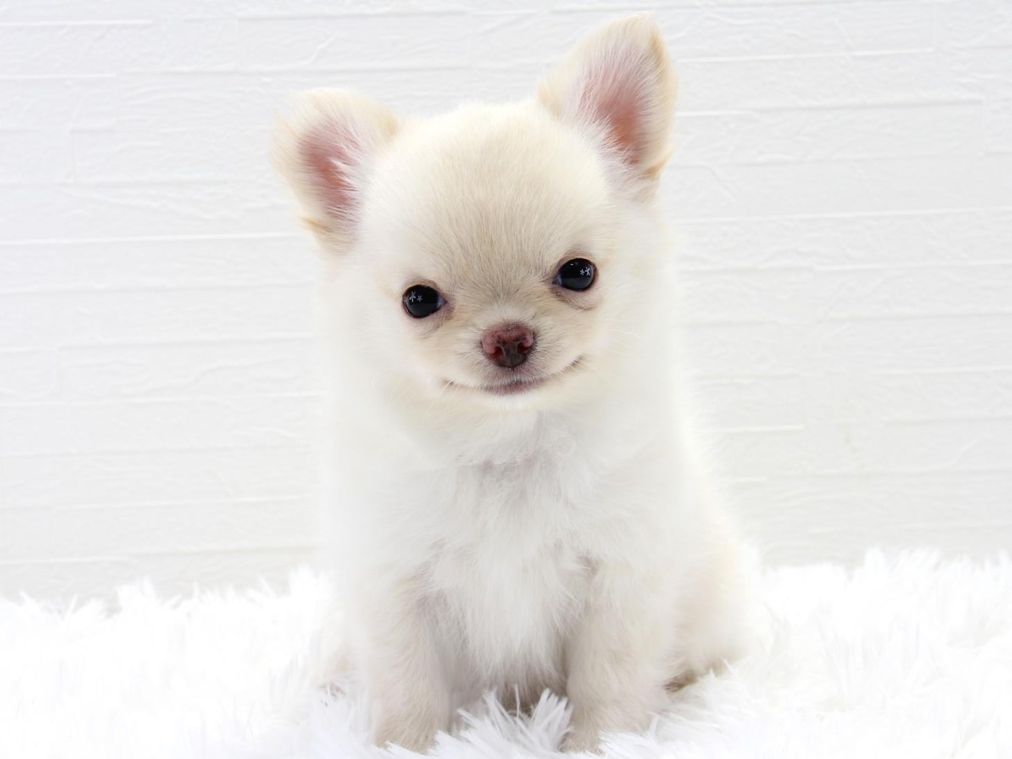 愛知県のチワワ(ロング) (猫福家 名古屋南店/2025年5月17日生まれ/男の子/クリーム)の子犬の3枚目の画像