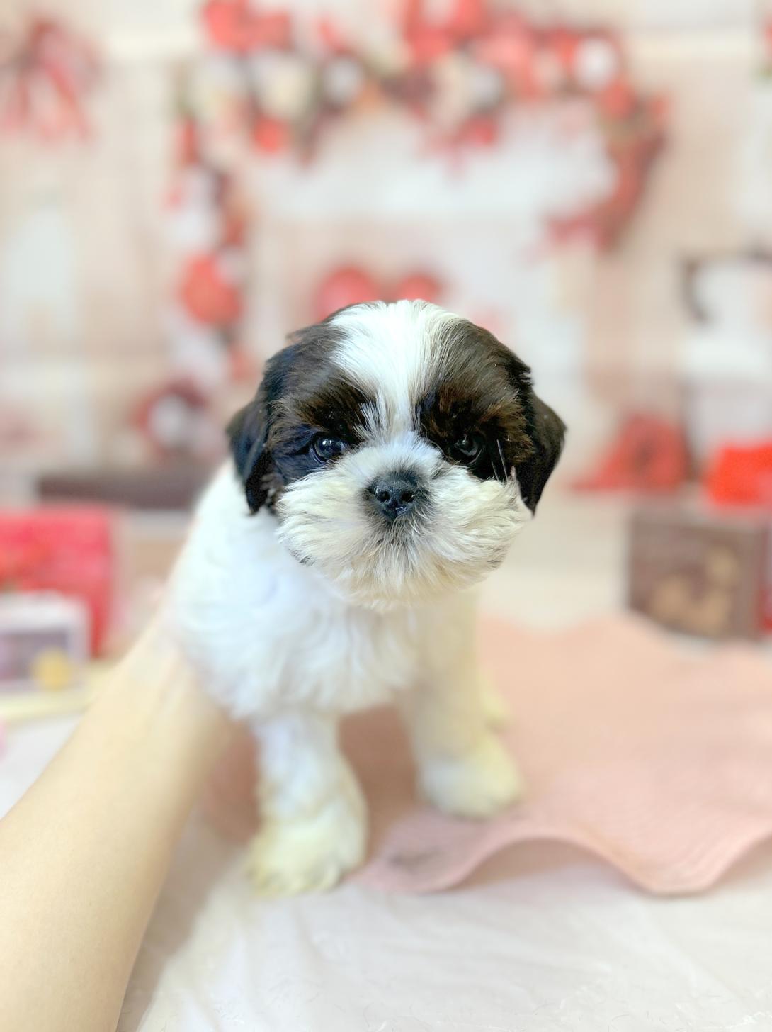 北海道のシーズー (ラブワンコ平岸店/2025年12月20日生まれ/女の子/ゴールデンホワイト)の子犬