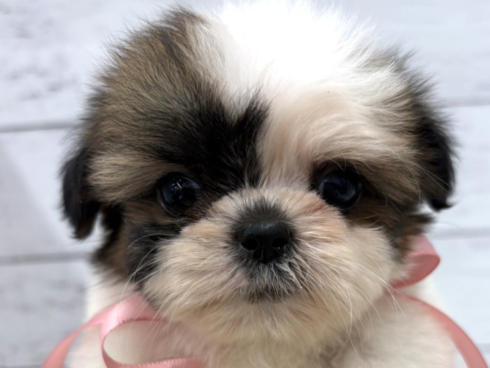 千葉県のシーズー (ペッツワン佐倉店/2026年1月2日生まれ/男の子/ホワイトゴールド)の子犬