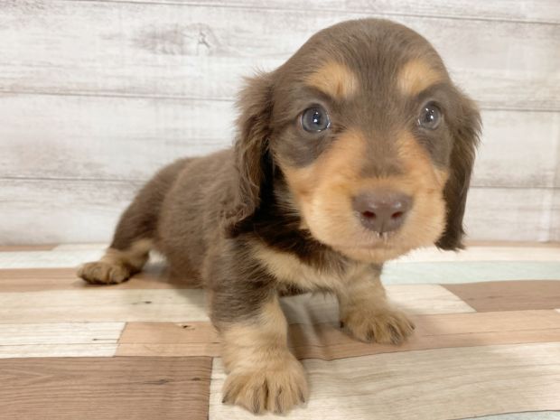 新潟県のミニチュアダックスフンド(ロング) (竹内ペット 新津本店/2026年2月1日生まれ/女の子/チョコレートタン)の子犬