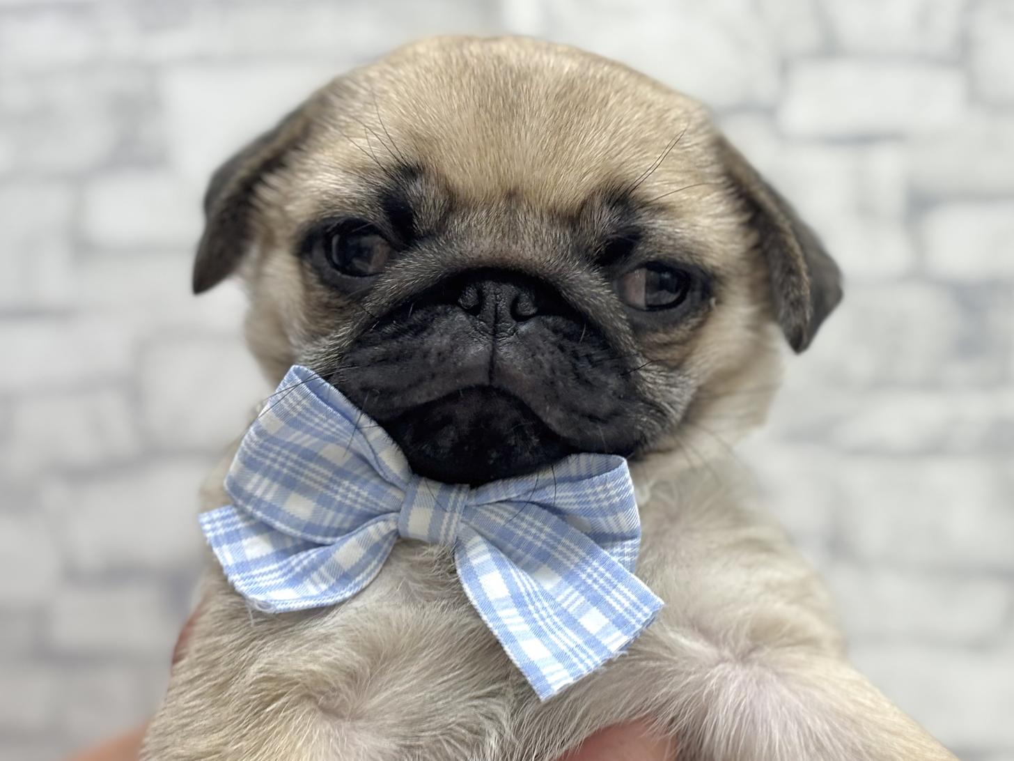東京都のパグ (ディスワン若葉台店/2025年4月4日生まれ/男の子/フォーン)の子犬