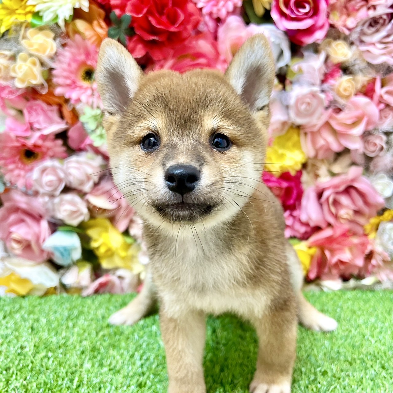 佐賀県の豆柴 (スタードッグス新鳥栖店/2024年7月15日生まれ/男の子/赤)の子犬