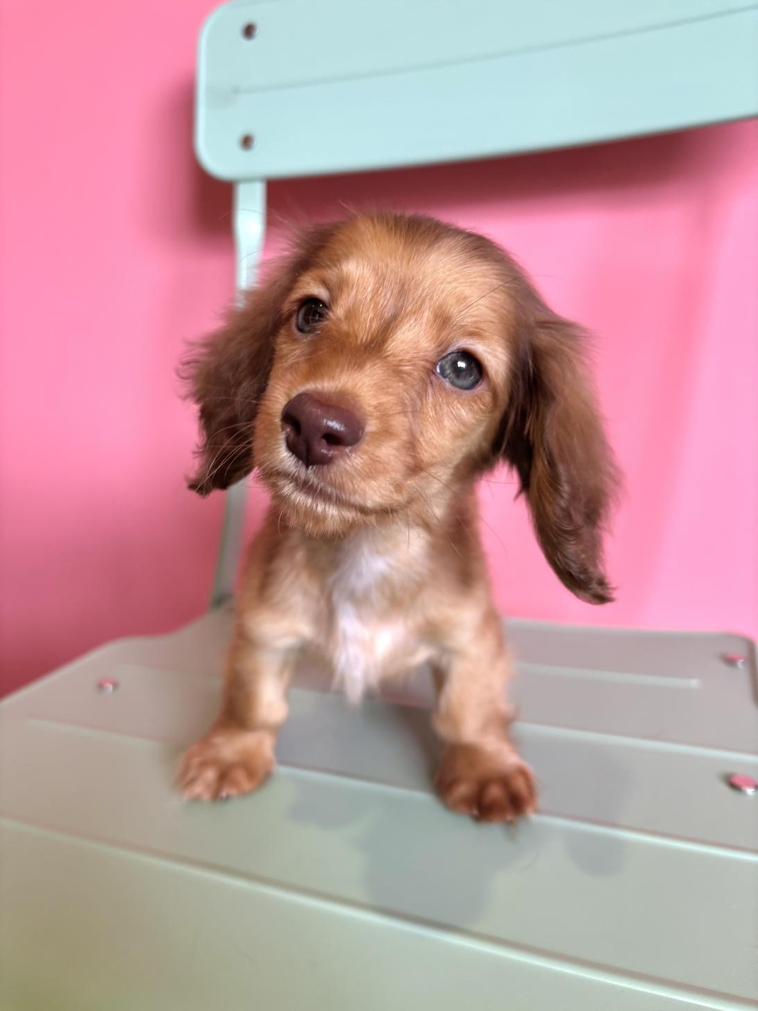 埼玉県のミニチュアダックスフンド(ロング) (ペッツスマイル南中野店/2026年3月23日生まれ/女の子/レッド)の子犬の2枚目の画像
