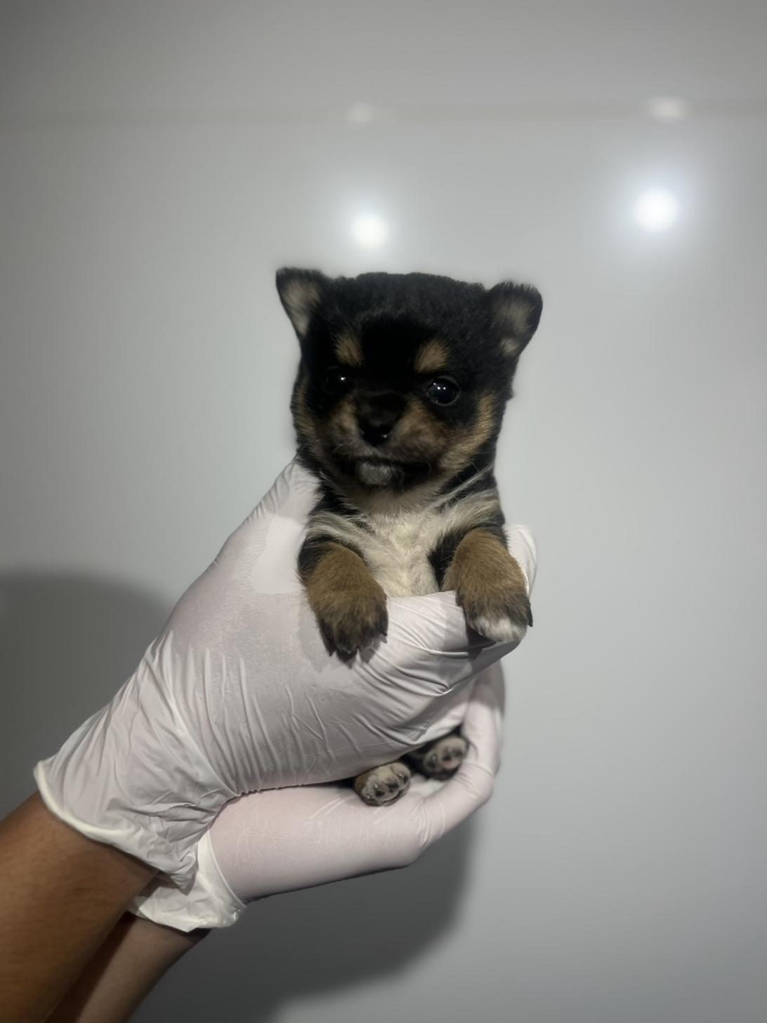 埼玉県のチワ柴/柴チワ/チワシバ(チワワ×柴) (ペッツスマイル加須インター店/2025年9月22日生まれ/男の子/ブラックタン)の子犬の1枚目の画像