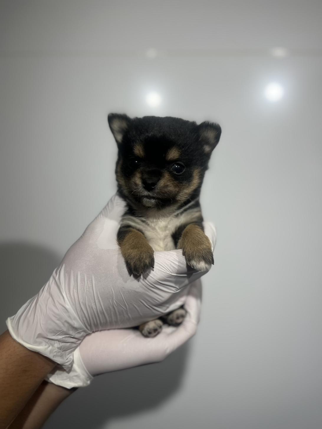 埼玉県のチワ柴/柴チワ/チワシバ(チワワ×柴) (ペッツスマイル加須インター店/2025年9月22日生まれ/男の子/ブラックタン)の子犬の2枚目の画像