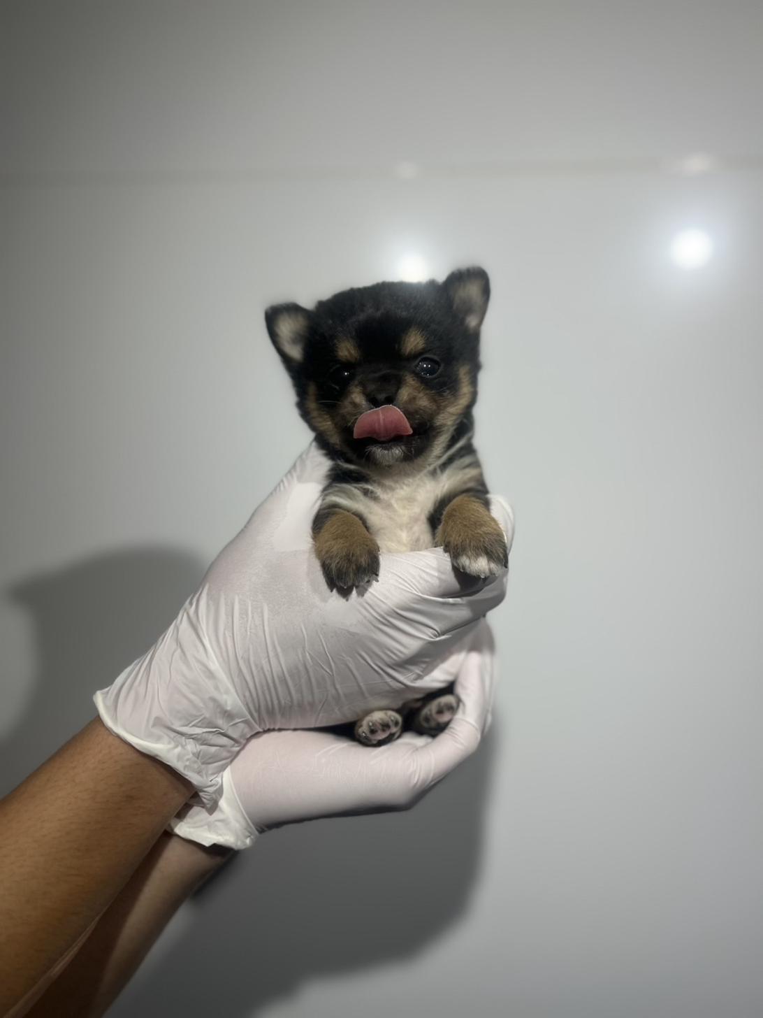 埼玉県のチワ柴/柴チワ/チワシバ(チワワ×柴) (ペッツスマイル加須インター店/2025年9月22日生まれ/男の子/ブラックタン)の子犬の3枚目の画像