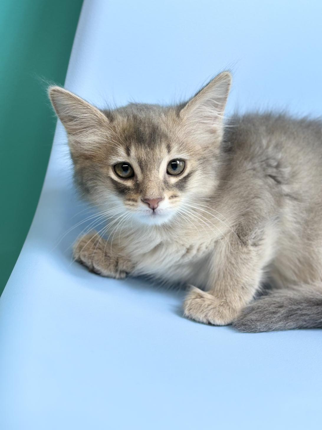 埼玉県のアビシニアン (ペッツスマイル加須インター店/2025年12月22日生まれ/男の子/ブルー)の子猫の1枚目の画像