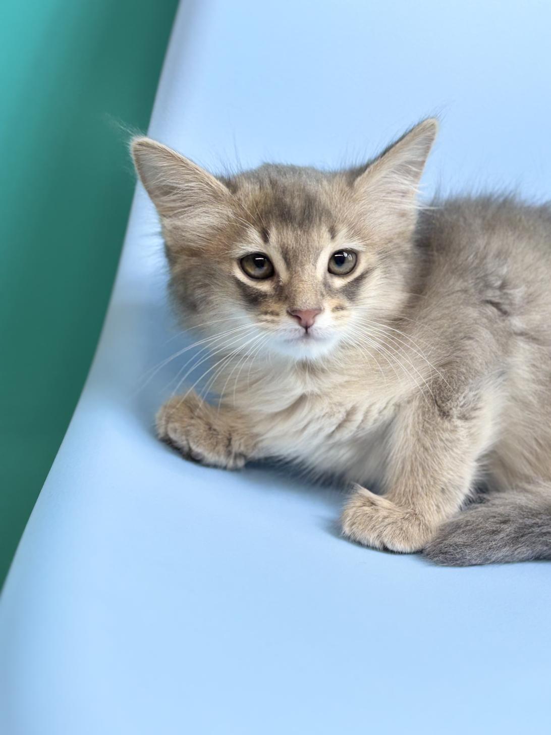 埼玉県のアビシニアン (ペッツスマイル加須インター店/2025年12月22日生まれ/男の子/ブルー)の子猫の2枚目の画像