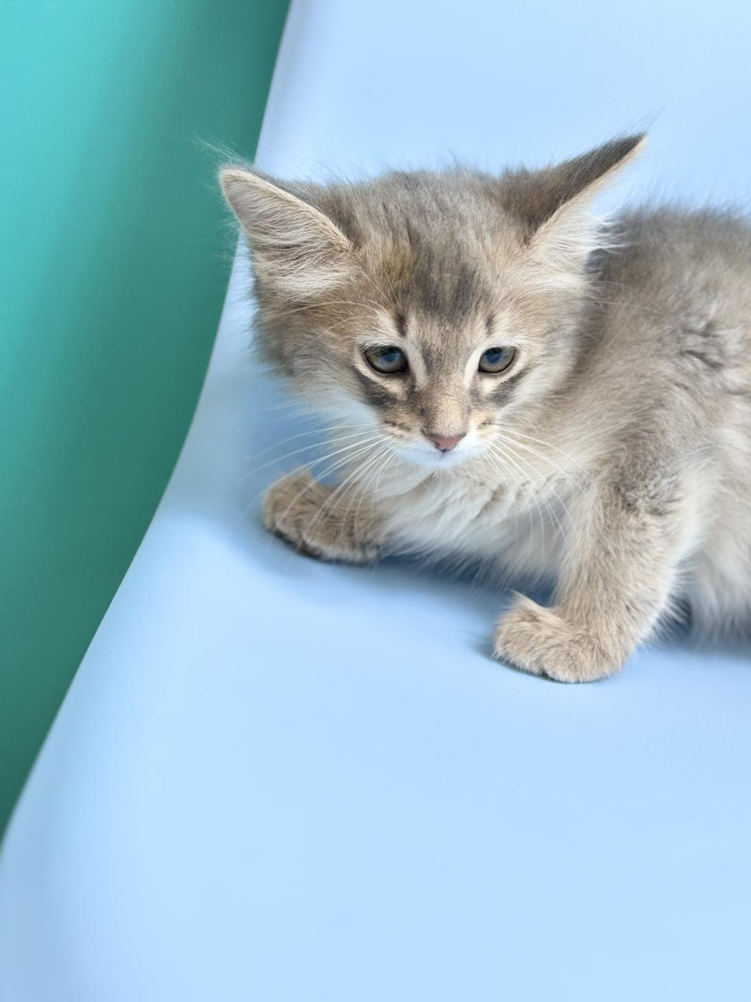 埼玉県のアビシニアン (ペッツスマイル加須インター店/2025年12月22日生まれ/男の子/ブルー)の子猫の3枚目の画像