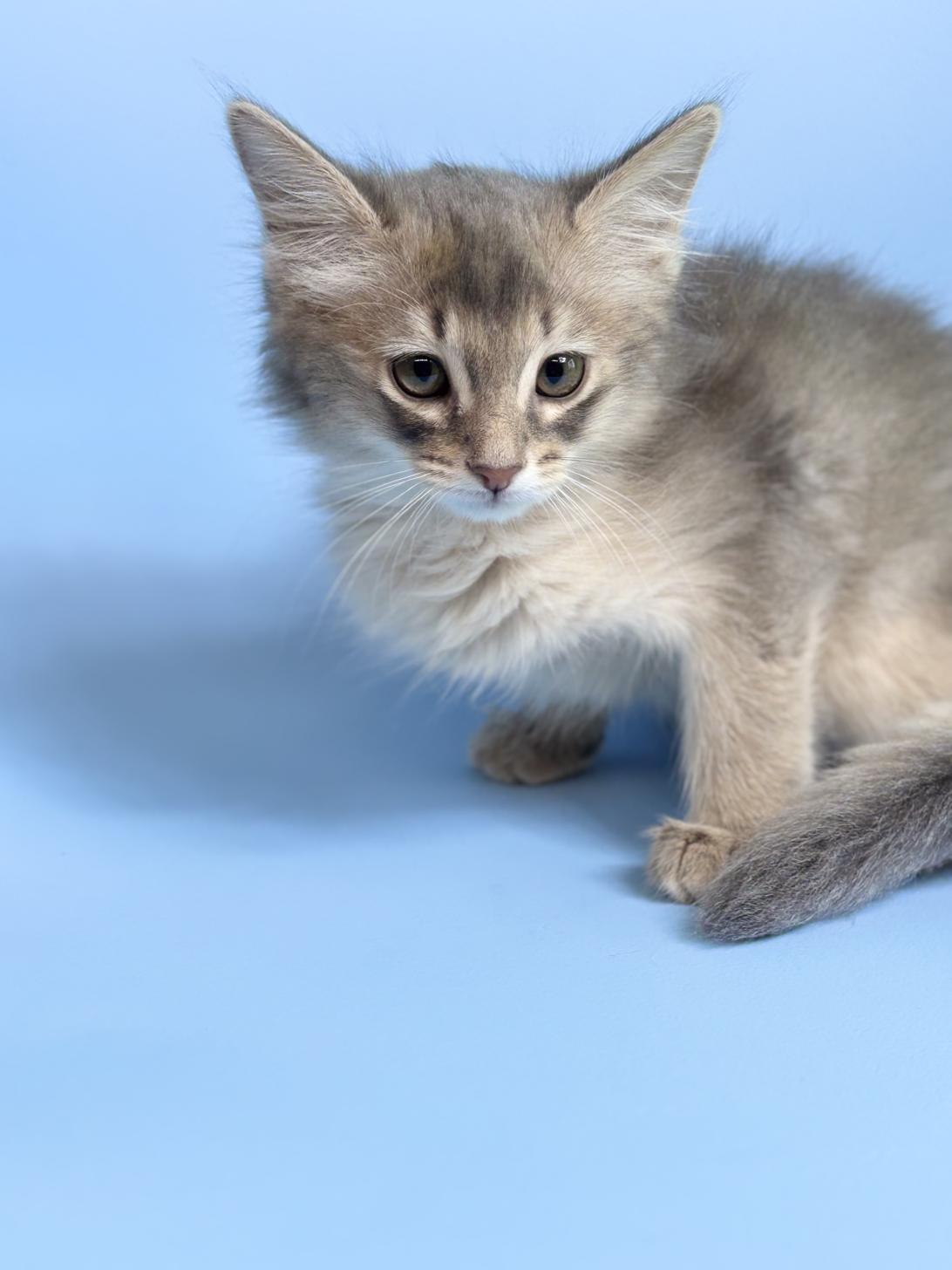 埼玉県のアビシニアン (ペッツスマイル加須インター店/2025年12月22日生まれ/男の子/ブルー)の子猫の4枚目の画像