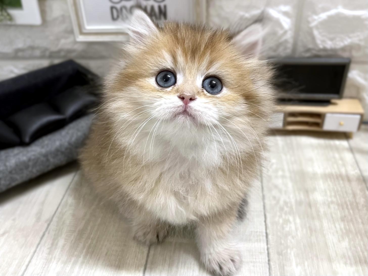 和歌山県のブリティッシュロングヘアー (DOGMAN和歌山店/2025年12月11日生まれ/女の子/ブラックゴールデンシェーデット)の子猫の1枚目の画像