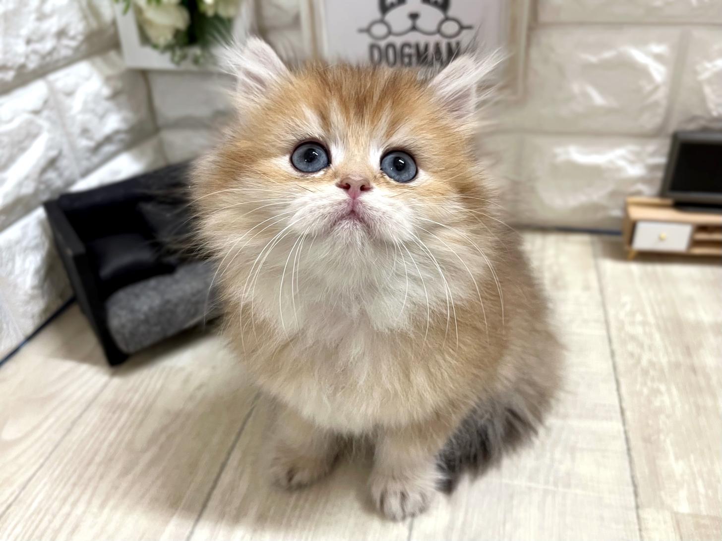 和歌山県のブリティッシュロングヘアー (DOGMAN和歌山店/2025年12月11日生まれ/女の子/ブラックゴールデンシェーデット)の子猫の3枚目の画像