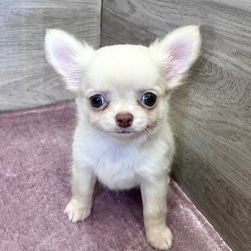 岐阜県のチワワ(ロング) (ペッツビレッジ大垣店/2026年5月5日生まれ/男の子/クリーム)の子犬