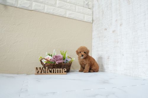 滋賀県のトイプードル(タイニー) (いっぷく湖南店/2025年12月5日生まれ/女の子/レッドフォーン)の子犬の1枚目の画像