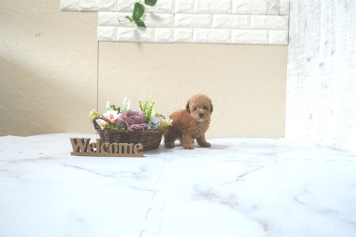 滋賀県のトイプードル(タイニー) (いっぷく湖南店/2025年12月5日生まれ/女の子/レッドフォーン)の子犬の2枚目の画像