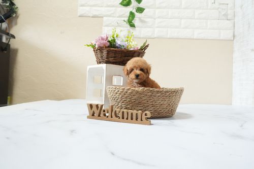 滋賀県のトイプードル(タイニー) (いっぷく湖南店/2025年12月5日生まれ/女の子/レッドフォーン)の子犬の4枚目の画像