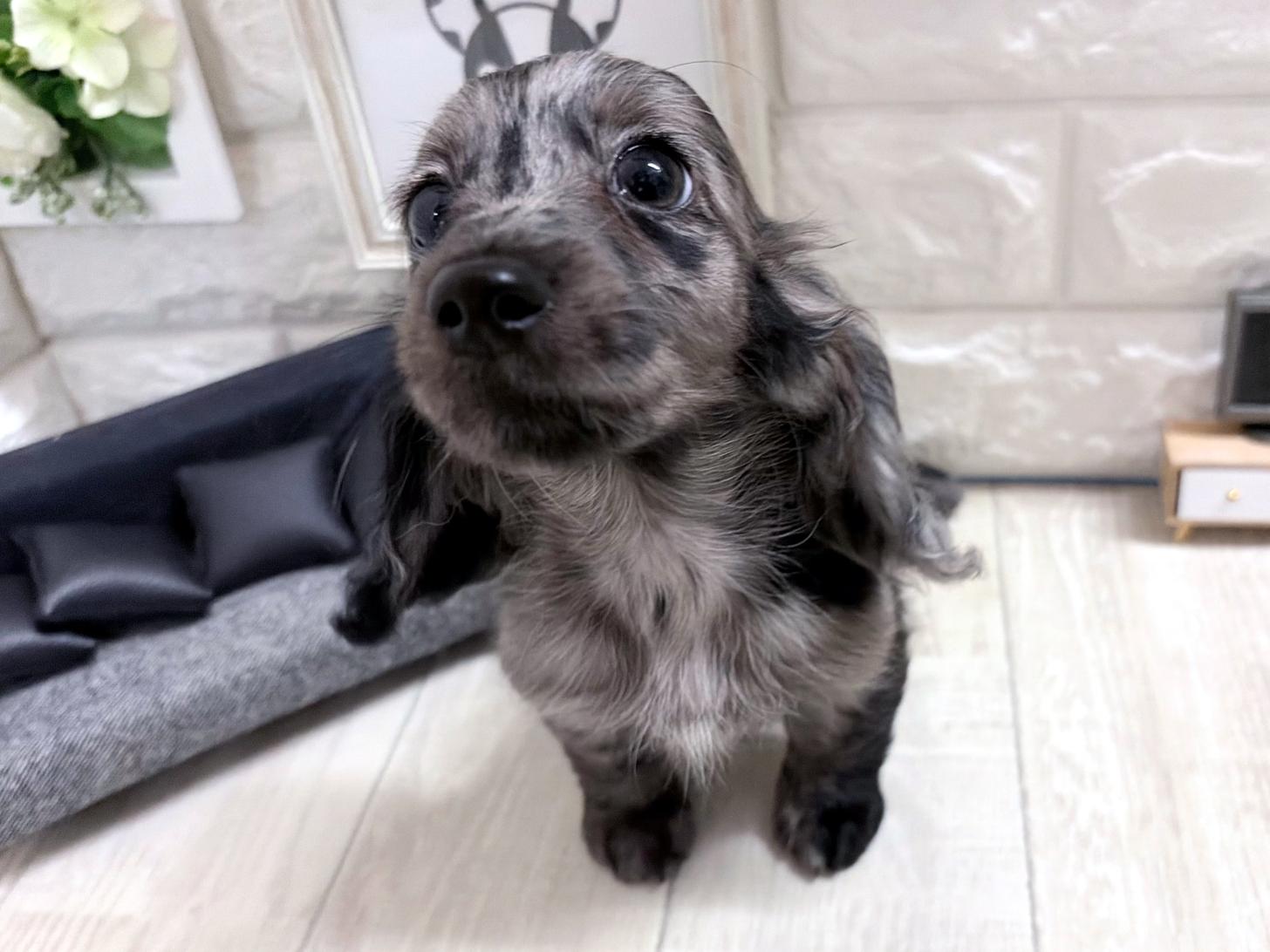 和歌山県のミニチュアダックスフンド(ロング) (DOGMAN和歌山中之島店/2026年8月21日生まれ/女の子/シルバーダップル)の子犬の2枚目の画像