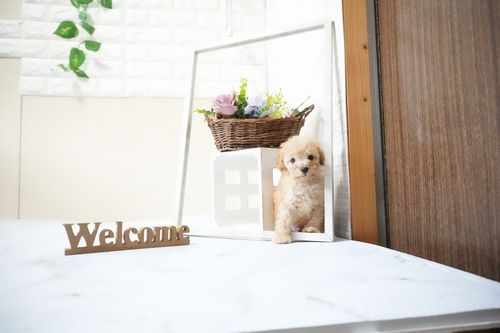 滋賀県のトイプードル(タイニー) (いっぷく湖南店/2025年11月18日生まれ/男の子/オレンジフォーン)の子犬の2枚目の画像