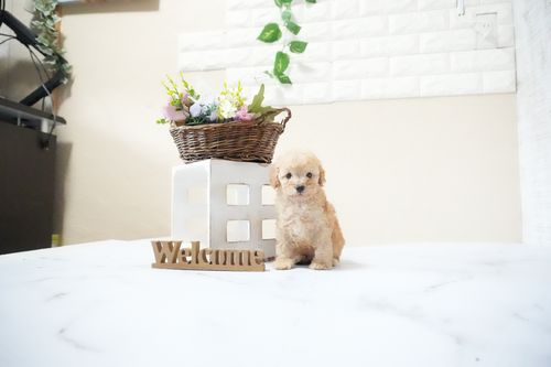 滋賀県のトイプードル(タイニー) (いっぷく湖南店/2025年11月18日生まれ/男の子/オレンジフォーン)の子犬の3枚目の画像