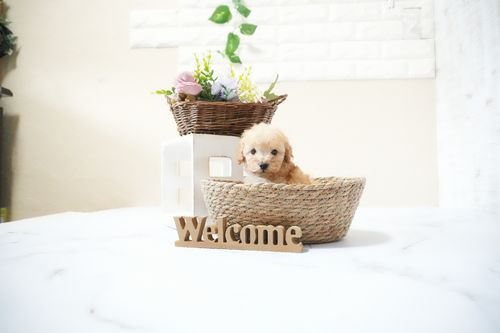 滋賀県のトイプードル(タイニー) (いっぷく湖南店/2025年11月18日生まれ/男の子/オレンジフォーン)の子犬の4枚目の画像