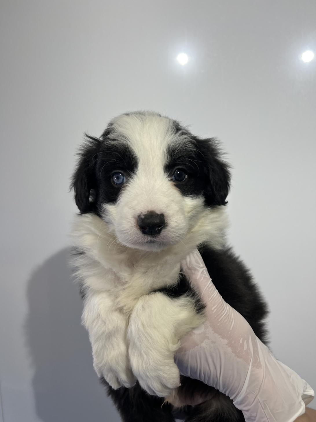 埼玉県のボーダーコリー (ペッツスマイル加須インター店/2025年12月6日生まれ/男の子/ブラックホワイト)の子犬の1枚目の画像