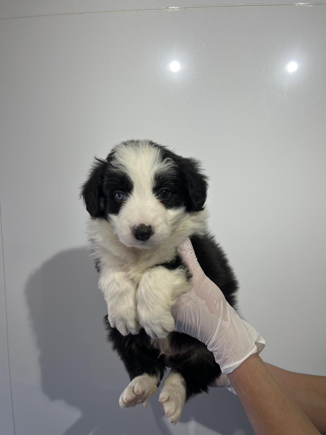 埼玉県のボーダーコリー (ペッツスマイル加須インター店/2025年12月6日生まれ/男の子/ブラックホワイト)の子犬の2枚目の画像