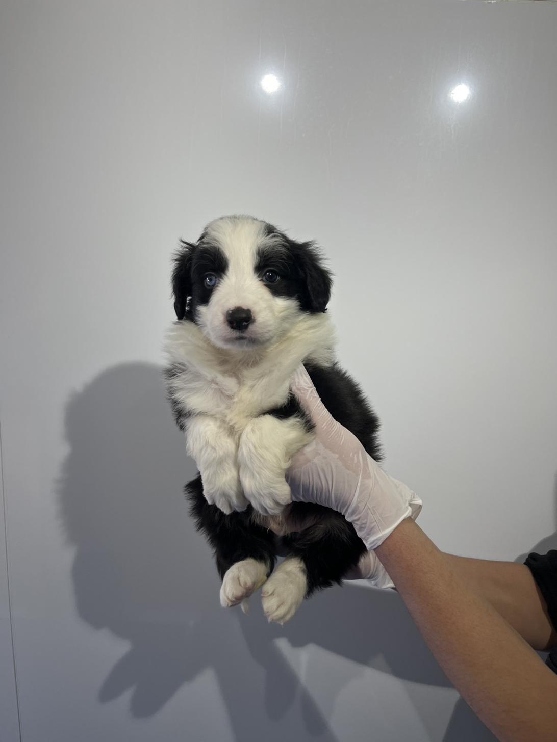 埼玉県のボーダーコリー (ペッツスマイル加須インター店/2025年12月6日生まれ/男の子/ブラックホワイト)の子犬の3枚目の画像