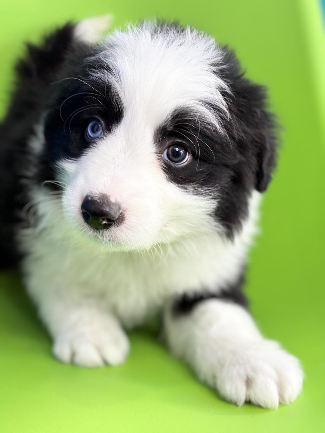 埼玉県のボーダーコリー (ペッツスマイル加須インター店/2025年12月6日生まれ/男の子/ブラックホワイト)の子犬の3枚目の画像