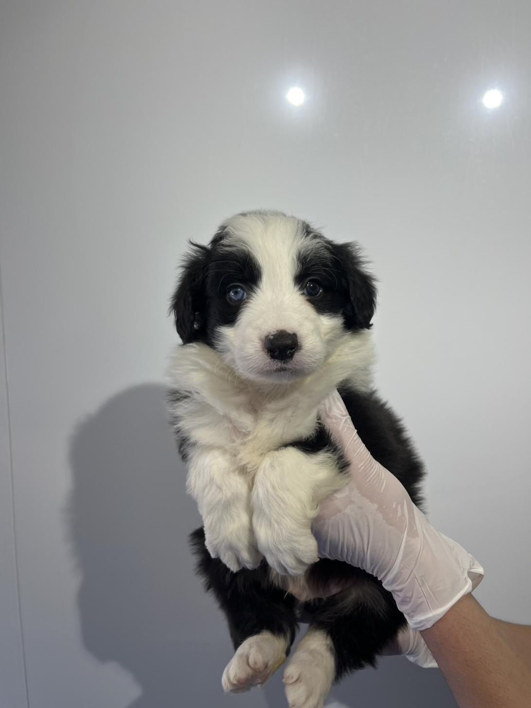 埼玉県のボーダーコリー (ペッツスマイル加須インター店/2025年12月6日生まれ/男の子/ブラックホワイト)の子犬の4枚目の画像