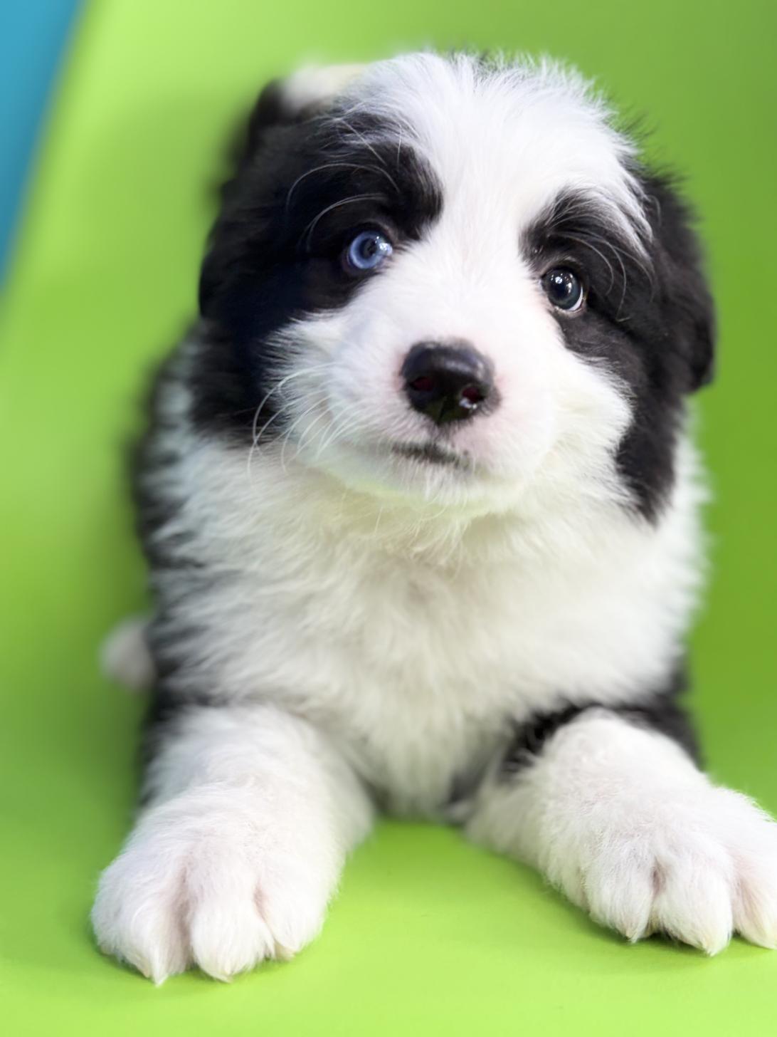 埼玉県のボーダーコリー (ペッツスマイル加須インター店/2025年12月6日生まれ/男の子/ブラックホワイト)の子犬の4枚目の画像