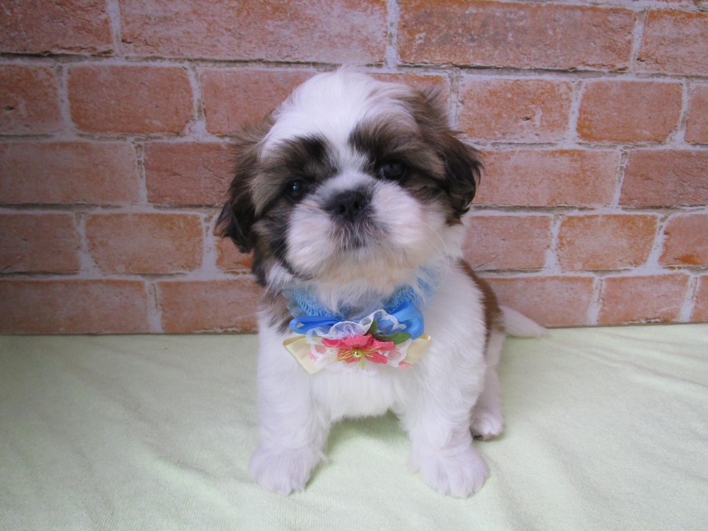 宮城県のシーズー (ズーズーカンパニー 八乙女店/2026年2月2日生まれ/男の子/ゴールドホワイト)の子犬の1枚目の画像