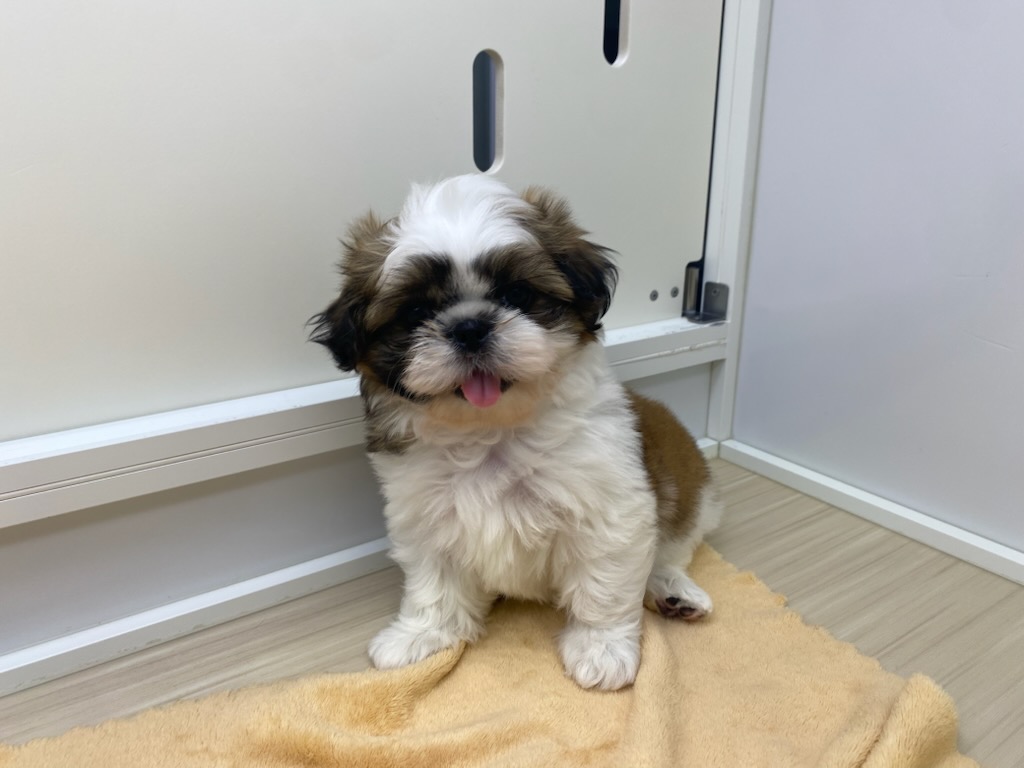 宮城県のシーズー (ズーズーカンパニー 八乙女店/2026年2月2日生まれ/男の子/ゴールドホワイト)の子犬の2枚目の画像