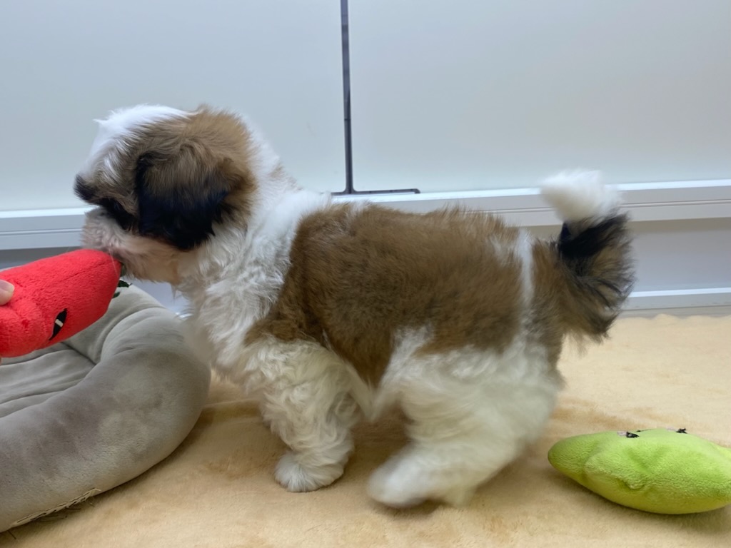 宮城県のシーズー (ズーズーカンパニー 八乙女店/2026年2月2日生まれ/男の子/ゴールドホワイト)の子犬の3枚目の画像