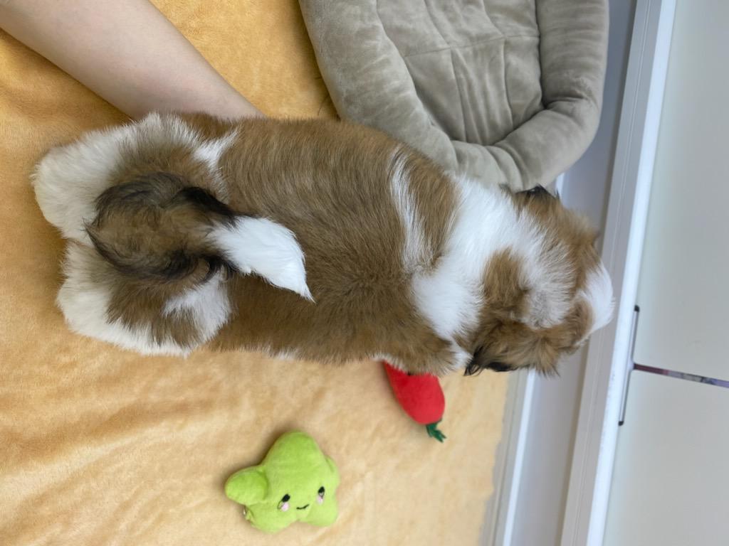 宮城県のシーズー (ズーズーカンパニー 八乙女店/2026年2月2日生まれ/男の子/ゴールドホワイト)の子犬の4枚目の画像