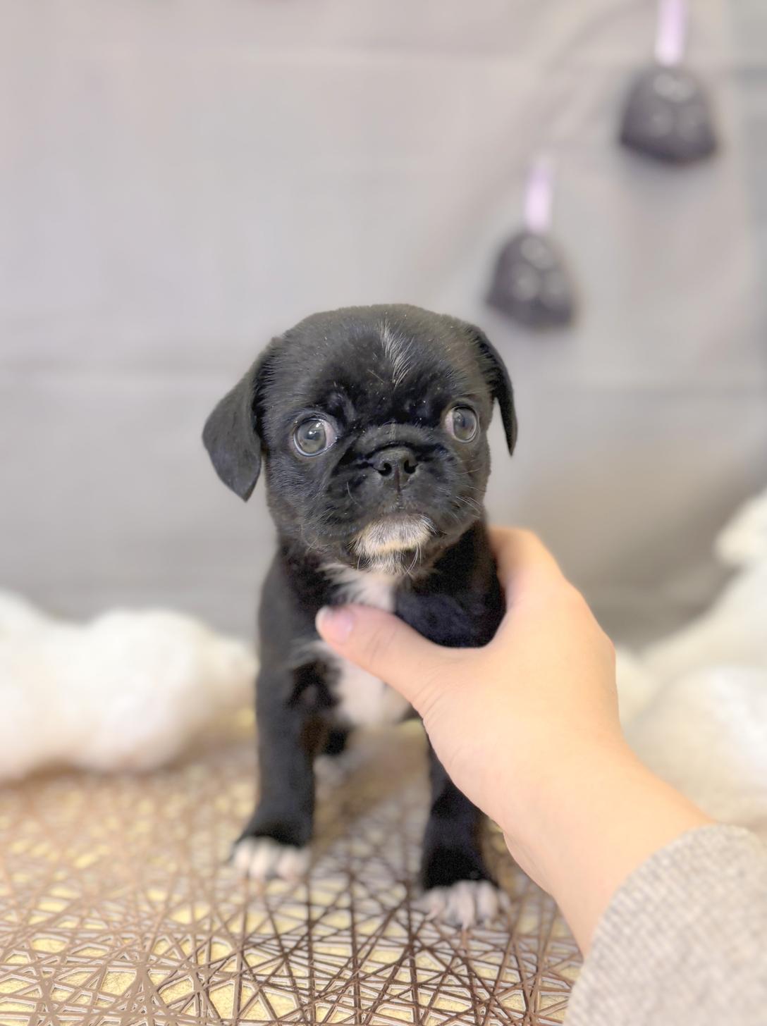 北海道のペキパグ/パグペキ(ペキニーズ×パグ) (ラブワンコ平岸店/2025年8月23日生まれ/男の子/ブラック)の子犬