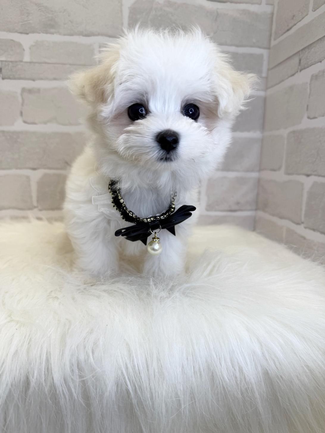 埼玉県のハーフ犬・ミックス犬 (PETSHOP FATIS/2025年4月18日生まれ/女の子/ホワイト)の子犬の1枚目の画像