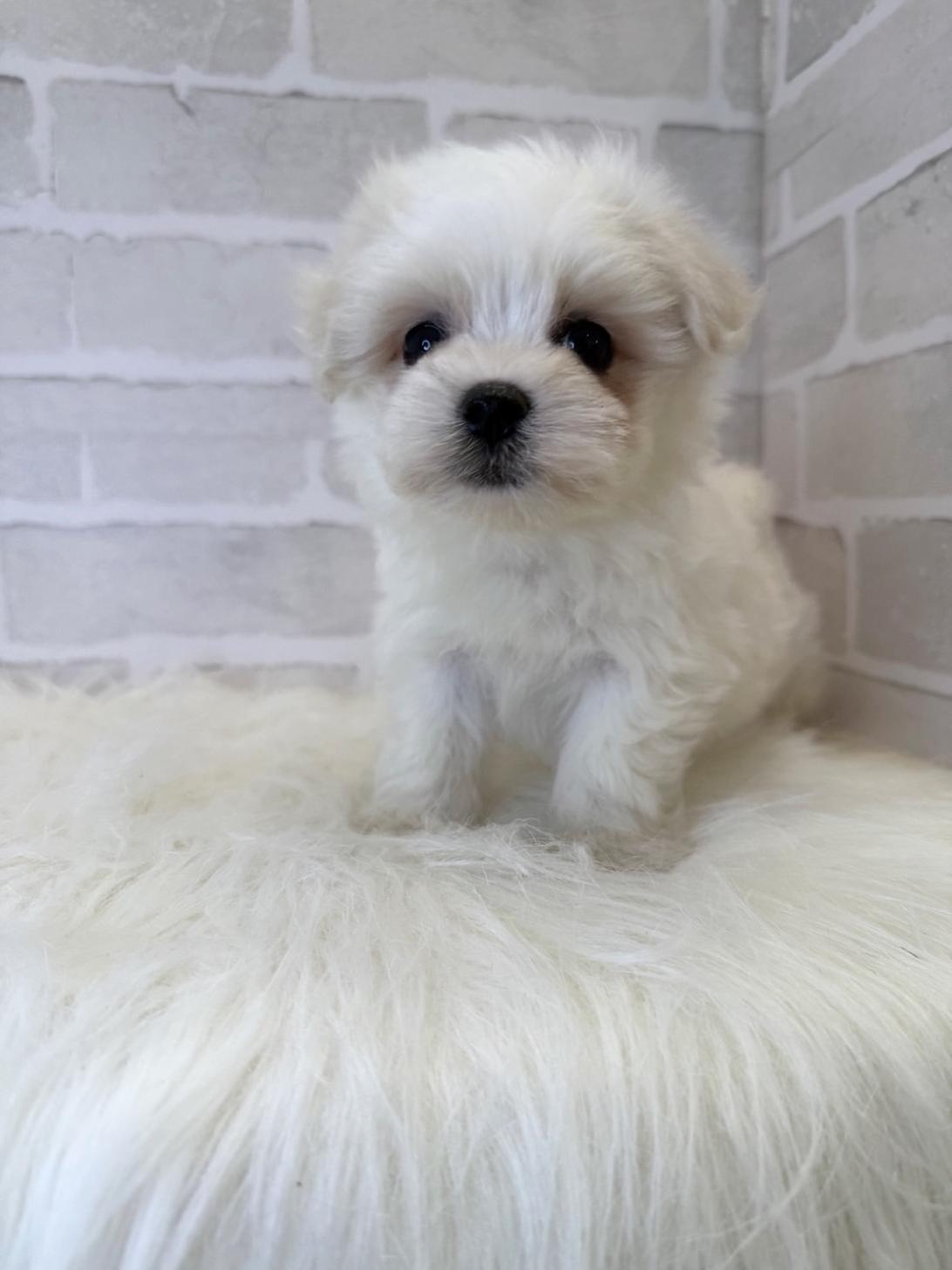 埼玉県のハーフ犬・ミックス犬 (PETSHOP FATIS/2025年4月18日生まれ/女の子/ホワイト)の子犬