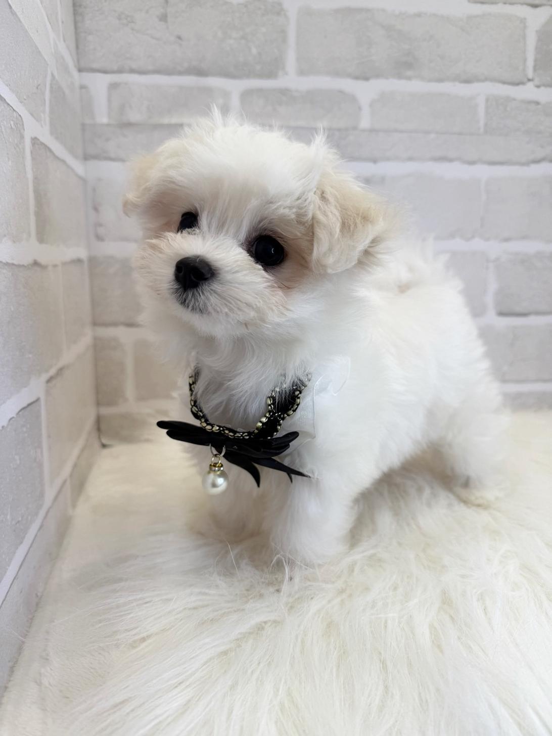 埼玉県のハーフ犬・ミックス犬 (PETSHOP FATIS/2025年4月18日生まれ/女の子/ホワイト)の子犬の2枚目の画像