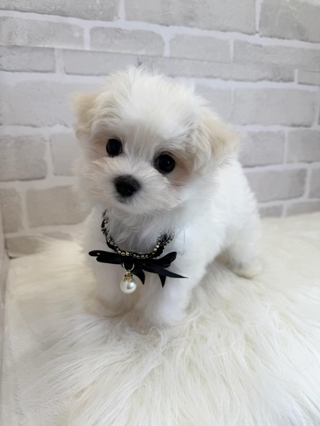 埼玉県のハーフ犬・ミックス犬 (PETSHOP FATIS/2025年4月18日生まれ/女の子/ホワイト)の子犬の3枚目の画像