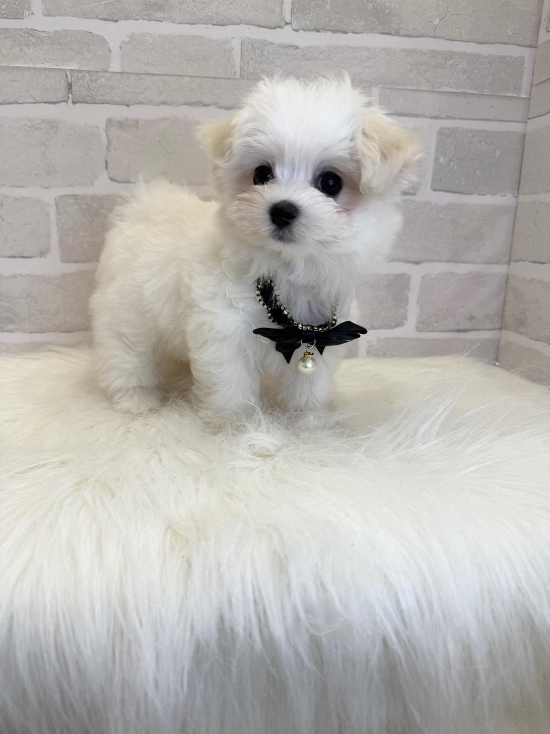 埼玉県のハーフ犬・ミックス犬 (PETSHOP FATIS/2025年4月18日生まれ/女の子/ホワイト)の子犬の4枚目の画像