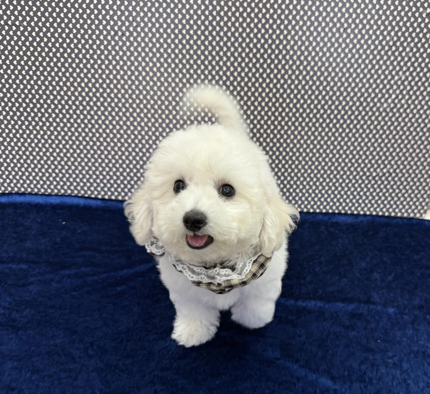 大阪府のビションフリーゼ (ぱぴぷぺっと大阪店/2025年9月9日生まれ/男の子/ホワイト)の子犬の1枚目の画像