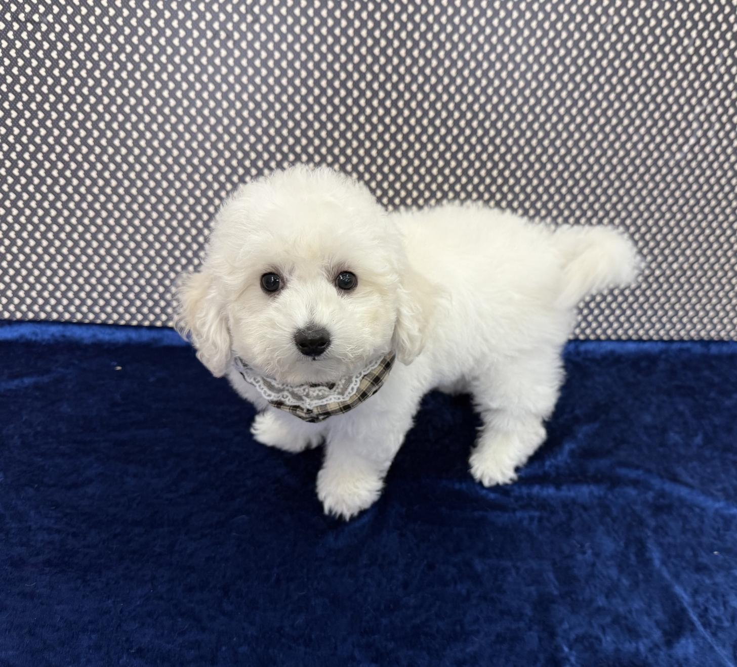 大阪府のビションフリーゼ (ぱぴぷぺっと大阪店/2025年9月9日生まれ/男の子/ホワイト)の子犬の2枚目の画像