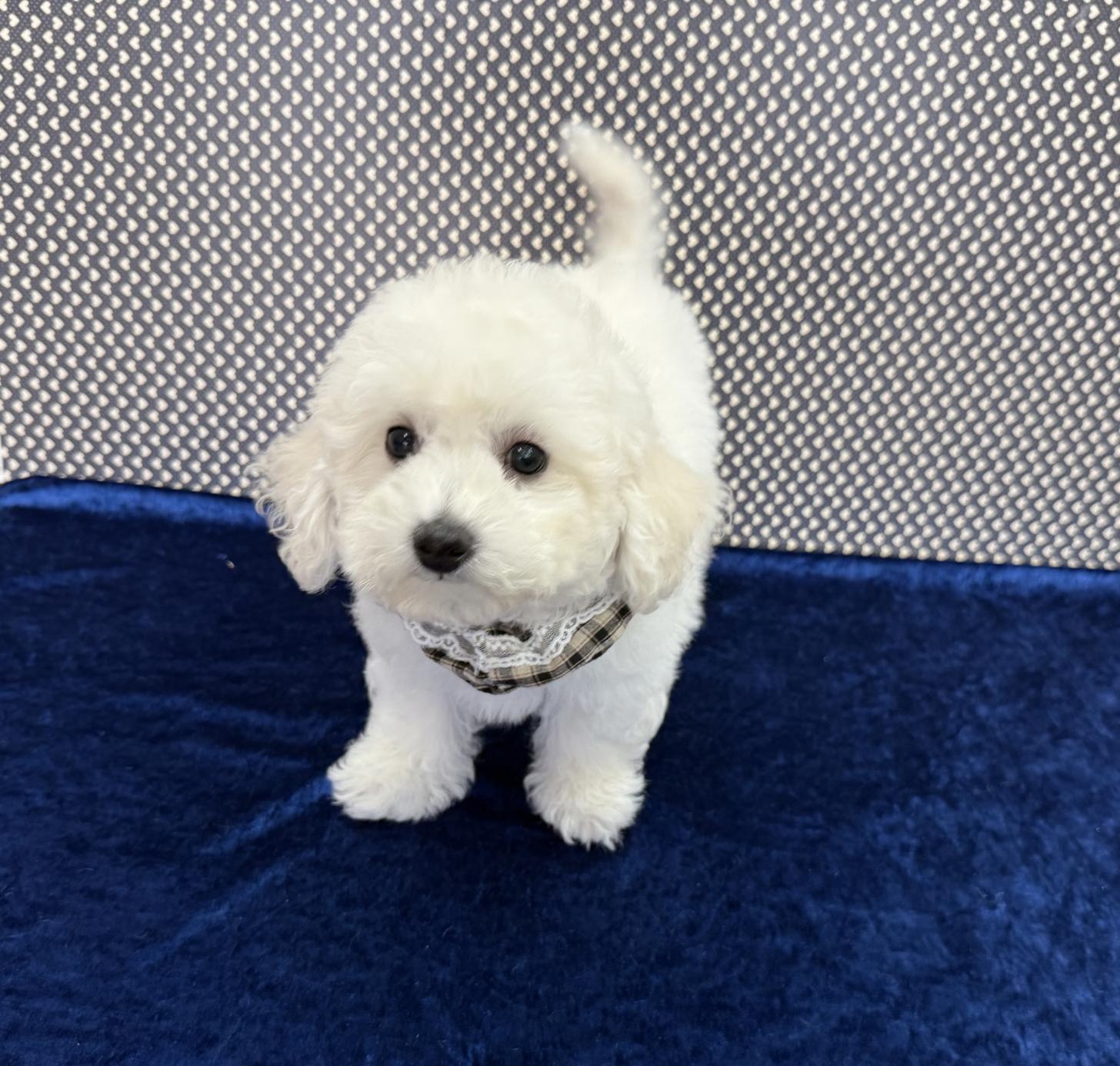 大阪府のビションフリーゼ (ぱぴぷぺっと大阪店/2025年9月9日生まれ/男の子/ホワイト)の子犬の3枚目の画像