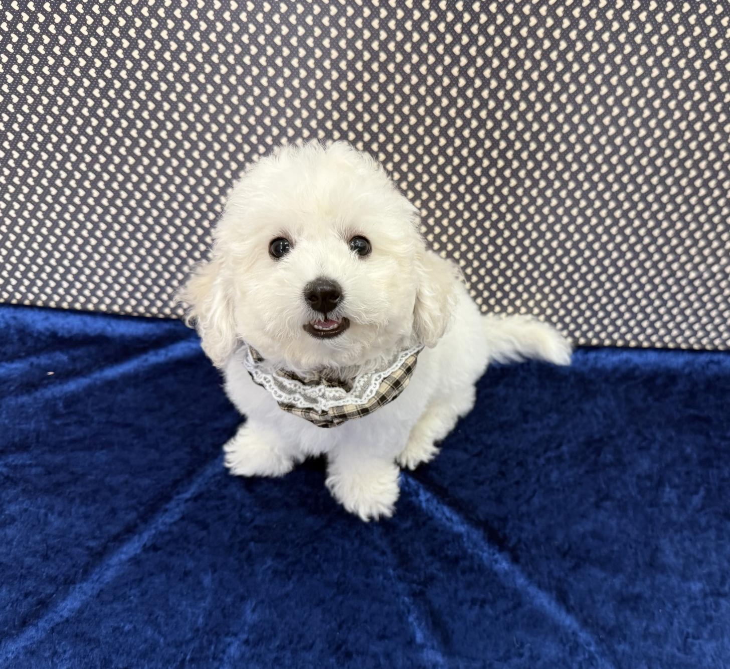 大阪府のビションフリーゼ (ぱぴぷぺっと大阪店/2025年9月9日生まれ/男の子/ホワイト)の子犬の4枚目の画像