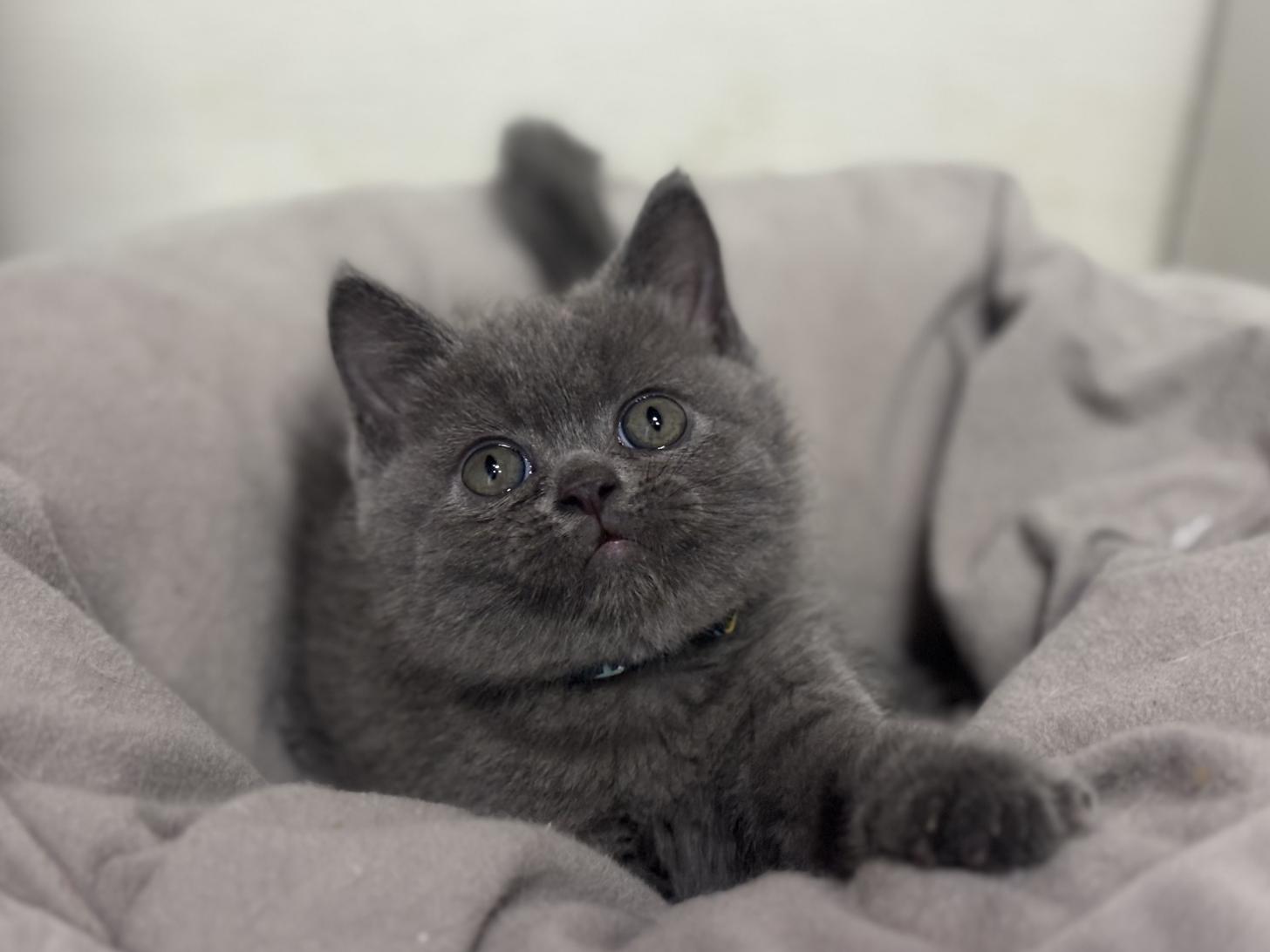 神奈川県のブリティッシュショートヘアー (Doggy Style 小田原店/2025年12月11日生まれ/男の子/ブルー)の子猫の1枚目の画像