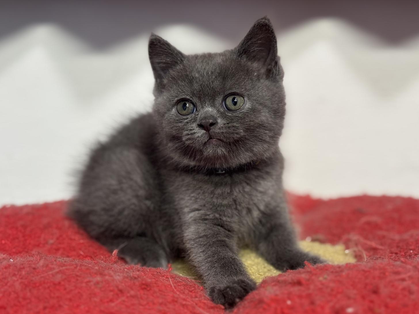 神奈川県のブリティッシュショートヘアー (Doggy Style 小田原店/2025年12月11日生まれ/男の子/ブルー)の子猫の2枚目の画像