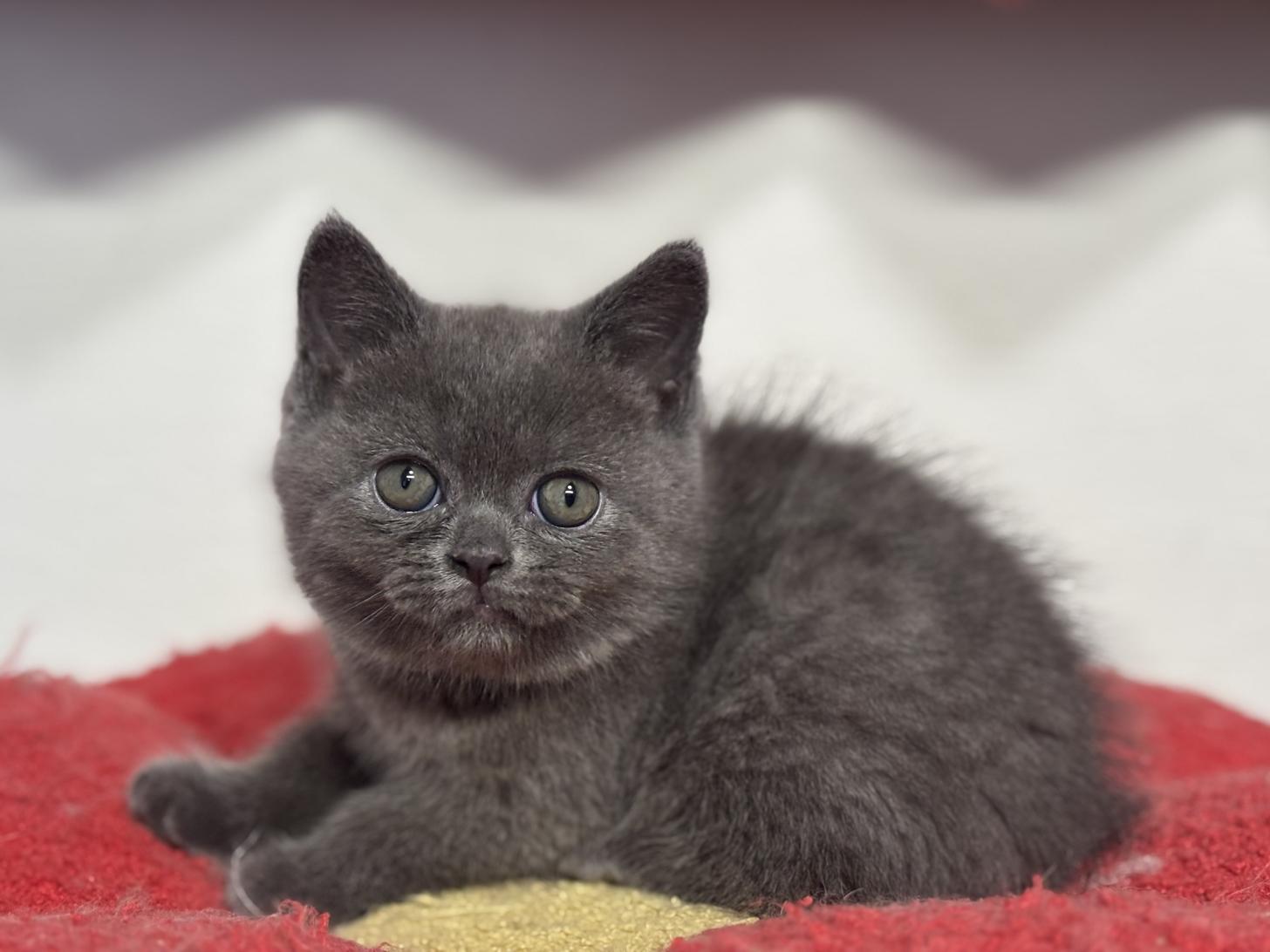 神奈川県のブリティッシュショートヘアー (Doggy Style 小田原店/2025年12月11日生まれ/男の子/ブルー)の子猫の4枚目の画像