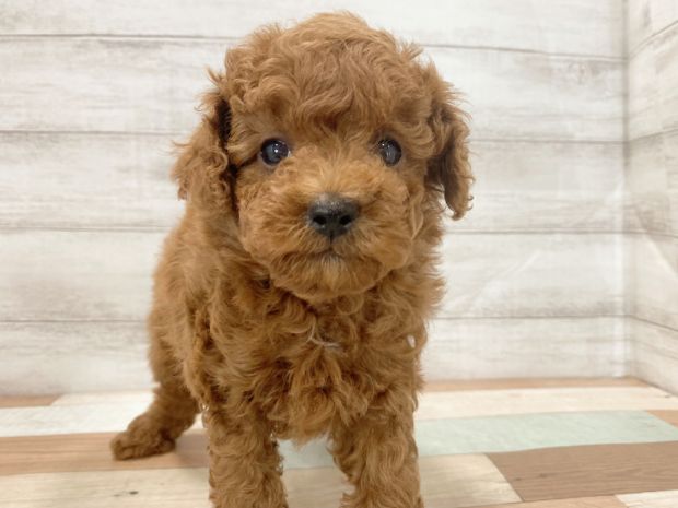 新潟県のトイプードル(トイ) (竹内ペット 新津本店/2026年2月11日生まれ/女の子/レッド)の子犬の1枚目の画像