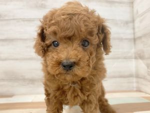 新潟県のトイプードル(トイ) (竹内ペット 新津本店/2026年2月11日生まれ/女の子/レッド)の子犬の2枚目の画像