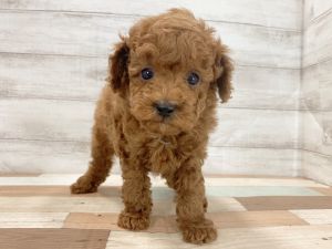 新潟県のトイプードル(トイ) (竹内ペット 新津本店/2026年2月11日生まれ/女の子/レッド)の子犬の3枚目の画像